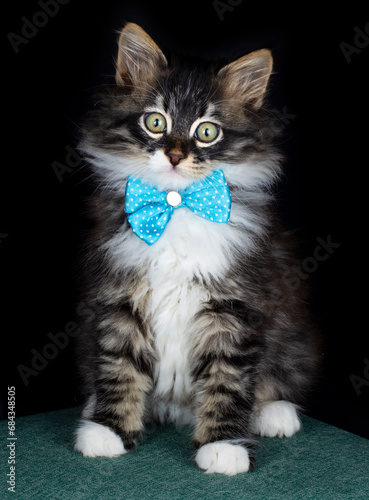 Cute kitten cat, pet animal...