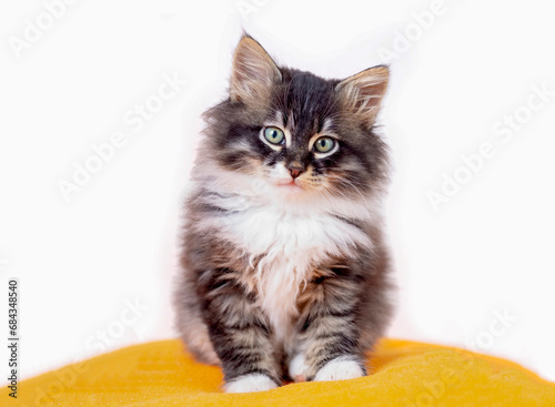 Cute kitten cat, pet animal...