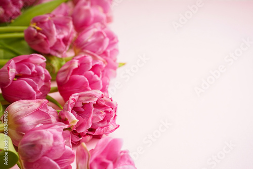 Fresh pink peony tulips on pastel pink background with space for text. Festive concept for Mother's Day or Valentines Day. Greeting card, flat lay, banner format.