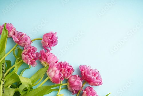 Fresh pink peony tulips on pastel blue background with space for text. Festive concept for Mother's Day or Valentines Day. Greeting card, top view, banner format.
