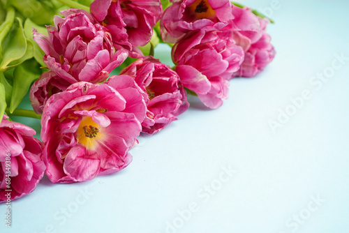 Fresh pink peony tulips on pastel blue background with space for text. Festive concept for Mother's Day or Valentines Day. Greeting card, top view, banner format.