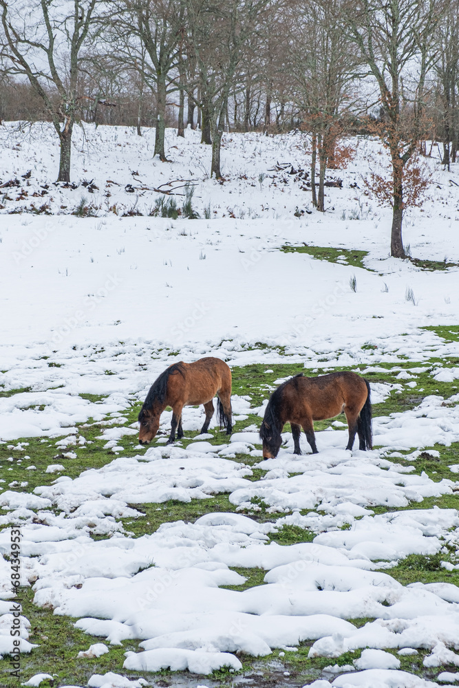 a snowy field with two autochthonous wild horses from the North of Portugal called 