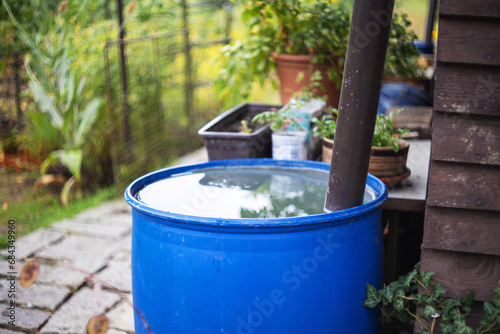 Catching rainwater in a blue barrel from the roof in the garden