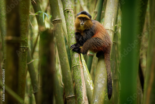 Golden Monkey - Cercopithecus kandti originally subspecies of Blue monkey (Cercopithecus mitis kandti), found in Mgahinga in Uganda, Volcanoes in Rwanda and Virunga in highland forest near bamboo