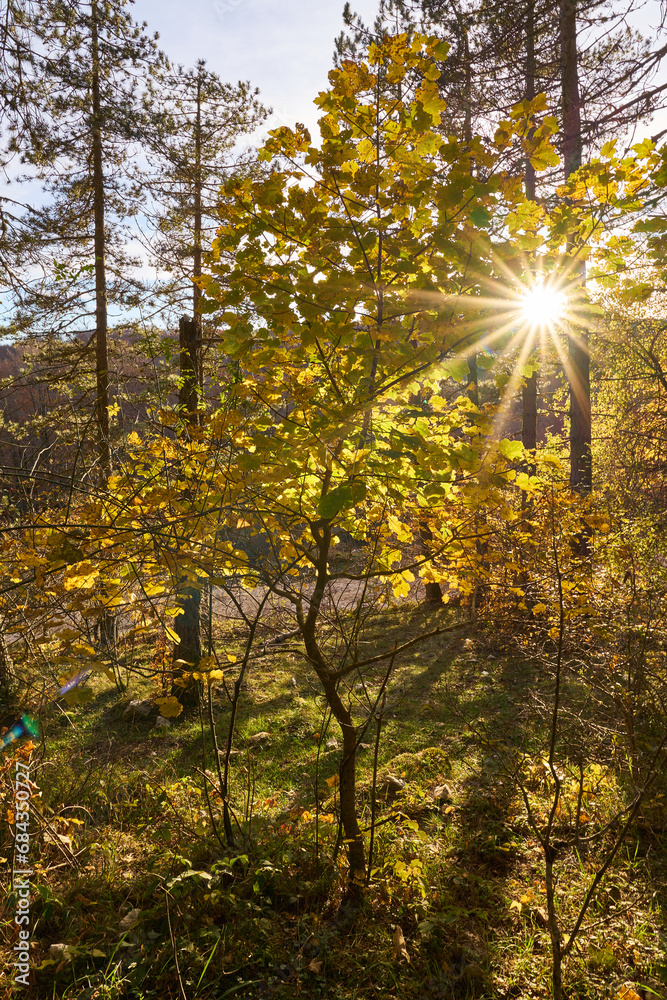 Obraz premium Autumn at Monte Livata, Monti Simbruini Natural Regional Park 