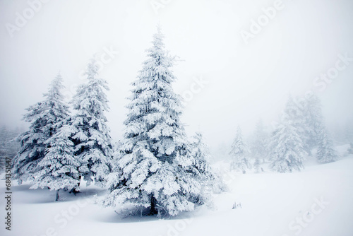 snowy fir trees in winter mountains