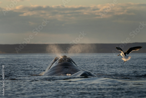 Tableau sur toile Southern right whale is breathing around the Valdés peninsula