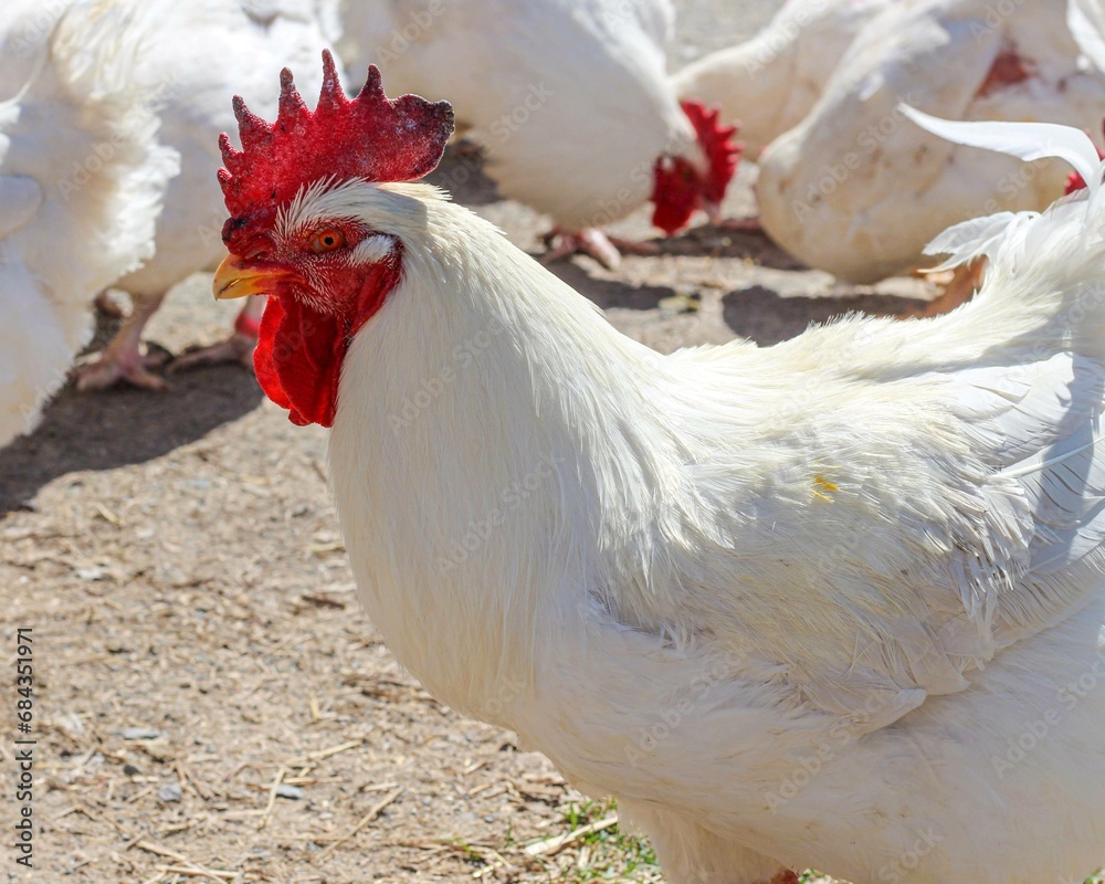 Fototapeta premium rooster in the farm chicken