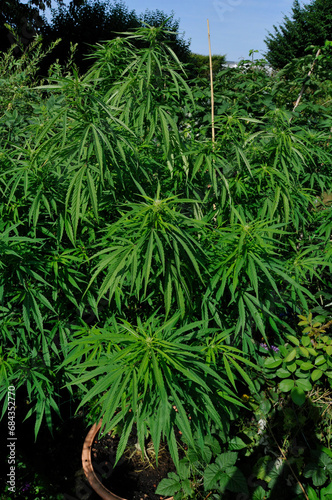 Hempplants  Cannabis  withTHC  Tetrahydrocanabinol  and legal CDB  Cannabidiol 