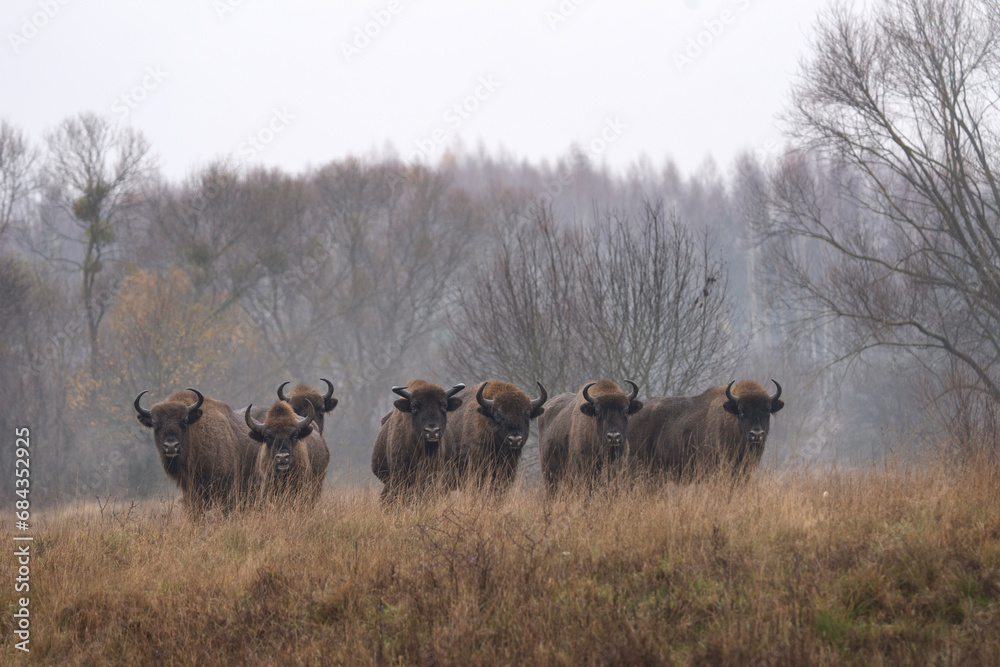 Group of european bison during rain in Bialowieza national park. The zubr on the meadow. Huge bull is resting between trees in Poland. 