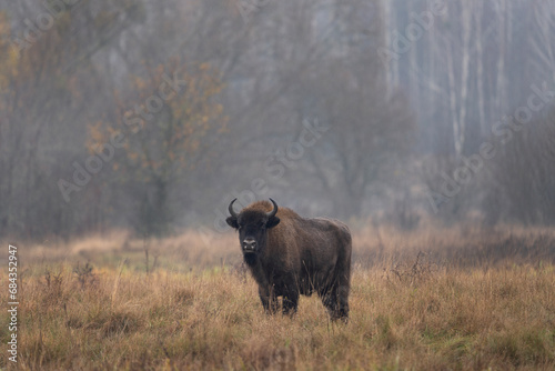 Fototapeta Naklejka Na Ścianę i Meble -  European bison during rain in Bialowieza national park. The zubr on the meadow. Huge bull is resting between trees in Poland. 