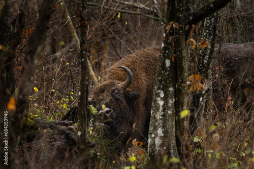 European bison during rain in Bialowieza national park. The zubr on the meadow. Huge bull is resting between trees in Poland. 