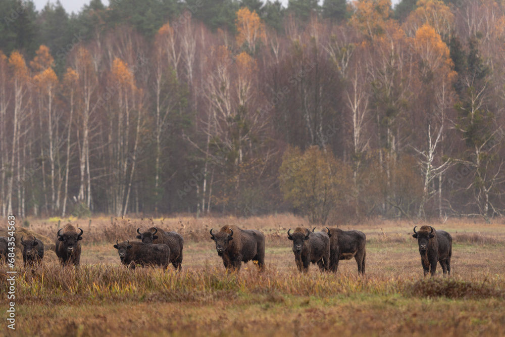 Group of european bison during rain in Bialowieza national park. The zubr on the meadow. Huge bull is resting between trees in Poland. 