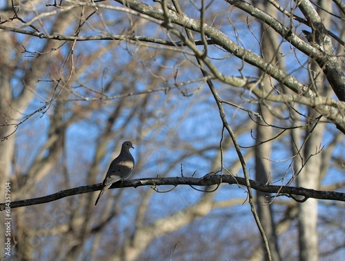 Dove sitting on branch in woods