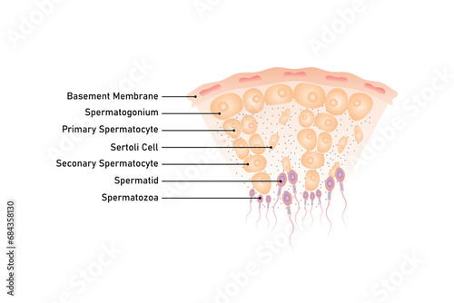 Seminiferous Tubule Scientific Design. Vector Illustration.