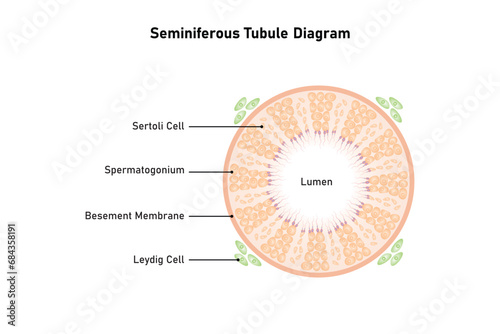 Seminiferous Tubule Scientific Design. Vector Illustration.