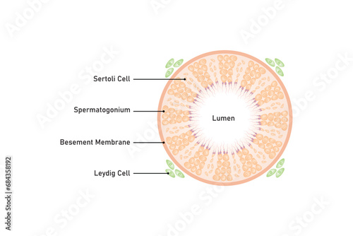 Seminiferous Tubule Scientific Design. Vector Illustration. photo