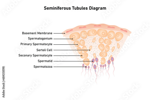 Seminiferous Tubule Scientific Design. Vector Illustration. photo