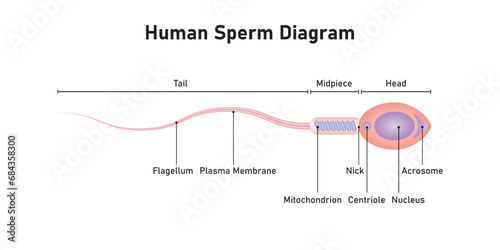 Human Sperm Diagram Scientific Design. Vector Illustration. photo