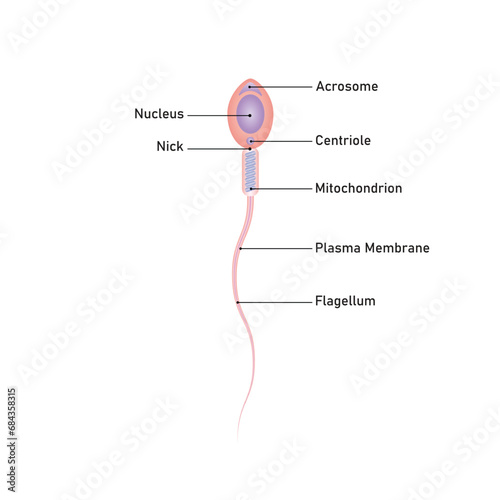 Human Sperm Diagram Scientific Design. Vector Illustration.