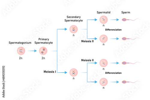 Spermatogenesis Process Scientific Design. Vector Illustration. photo