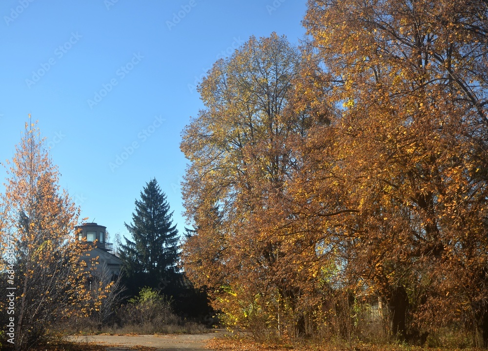 Autumn, huge trees with golden leaves, against the blue sky.