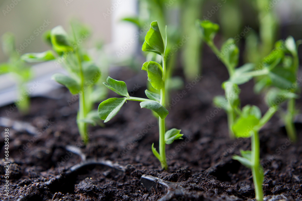 Seedlings of green peas rady to transplant in the garden. - obrazy, fototapety, plakaty 