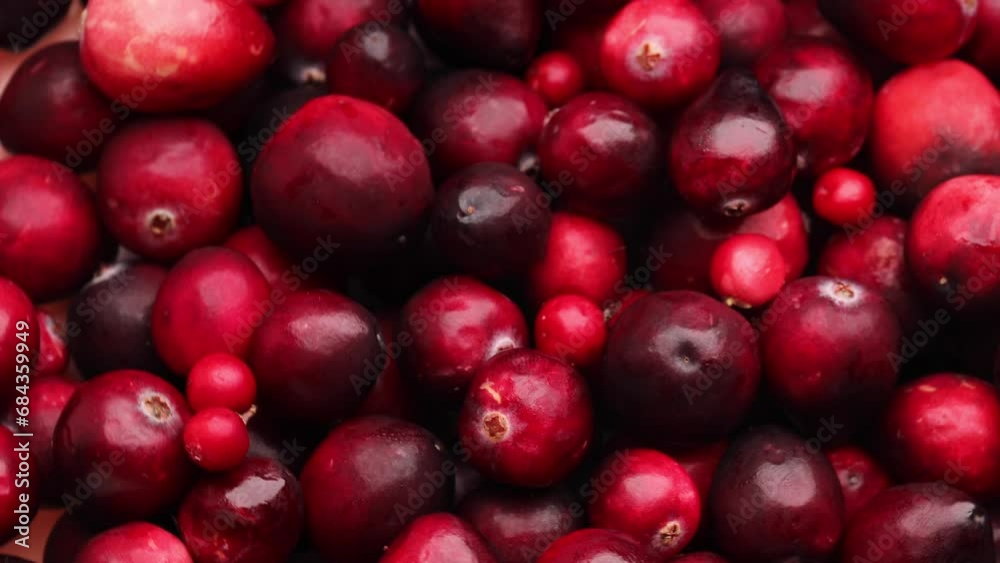 fresh red cranberries, rotation in circle. lingonberry red berries, Turning. selective focus. Vertical video fresh red cranberries, rotation in circle. lingonberry red berries, Turning. selective focus. Vertical video