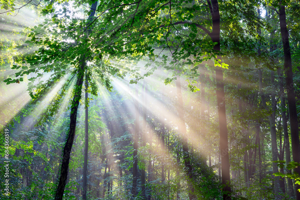 Obraz premium Sunny morning in the forest