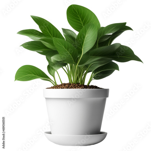 Green Potted Plant Isolated on Transparent Background