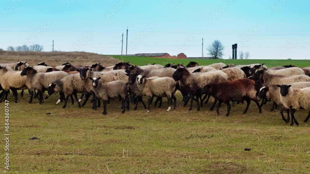 Cute fluffy sheep run by the field. White and brown domestic animals in the countryside. Cute fluffy sheep run by the field. White and brown domestic animals in the countryside.