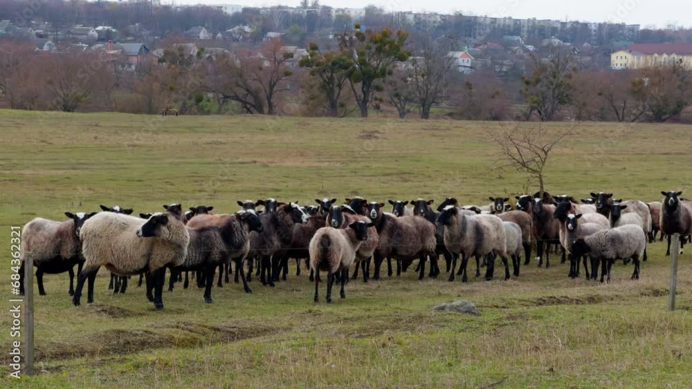 Group of black-muzzled sheep stand looking into camera. Small cattle pasturing in the field. Village at backdrop. Group of black-muzzled sheep stand looking into camera. Small cattle pasturing in the field. Village at backdrop.