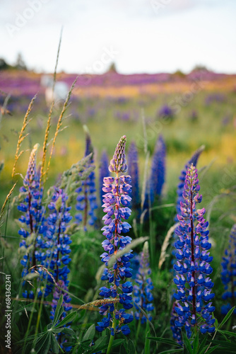 Lupinus polyphyllus, the large-leaved lupine, big-leaved lupine, many-leaved lupine © Adam