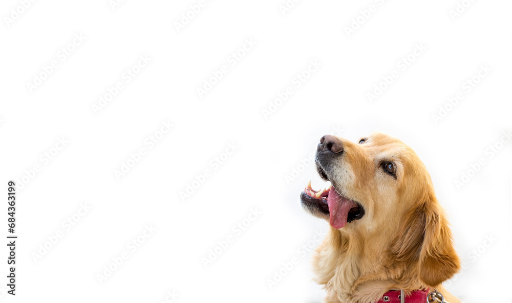 Pet animal; cute Golden Retriever dog