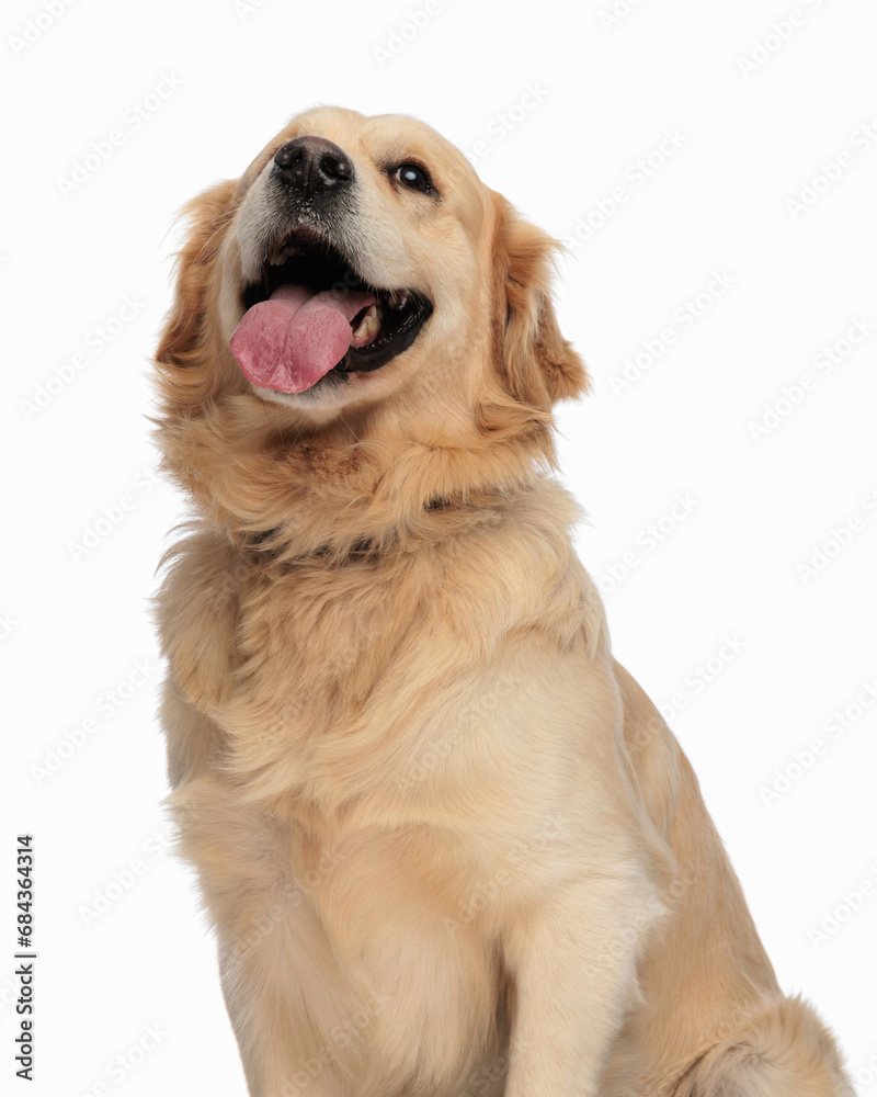 cute golden retriever puppy panting with tongue out and looking up