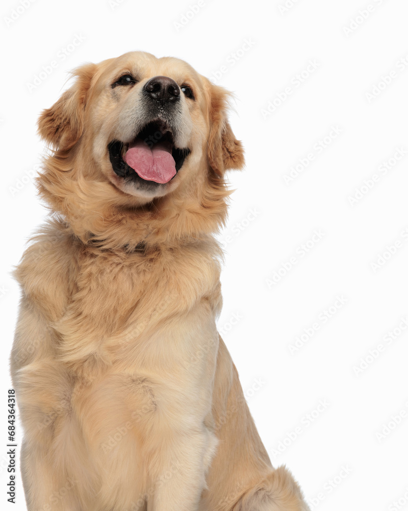 happy labrador retriever dog sticking out tongue and panting