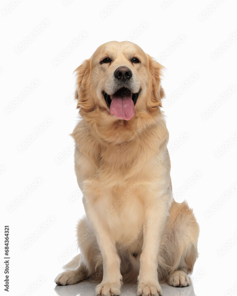 beautiful labrador retriever dog sticking out tongue and panting