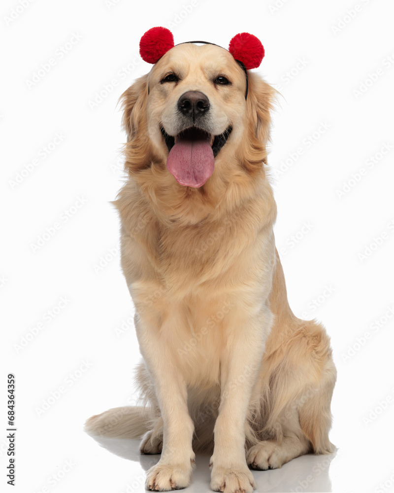 Fototapeta premium golden labrador retriever dog wearing tassels headband sticking out tongue