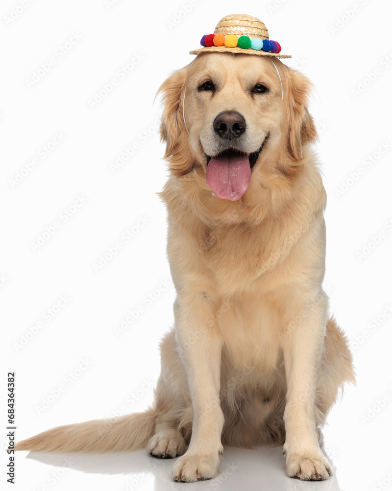 Fototapeta premium beautiful golden retriever puppy sticking out tongue while wearing tassels cap