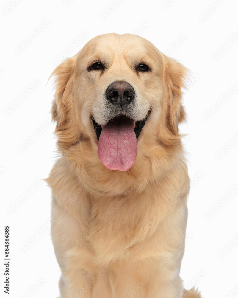 portrait of adorable golden retriever dog sticking out tongue and panting
