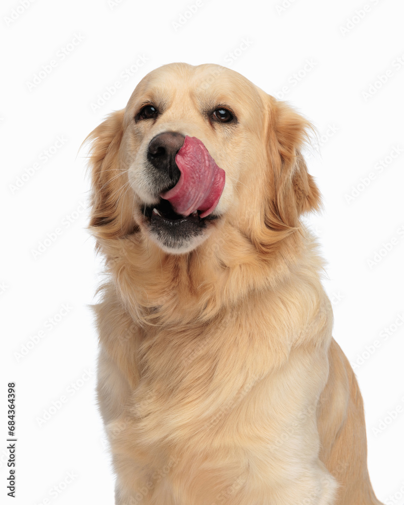 adorable labrador retriever dog looking forward and licking nose adorable labrador retriever dog looking forward and licking nose