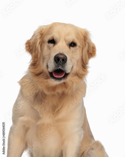 beautiful labrador retriever puppy sticking out tongue and panting