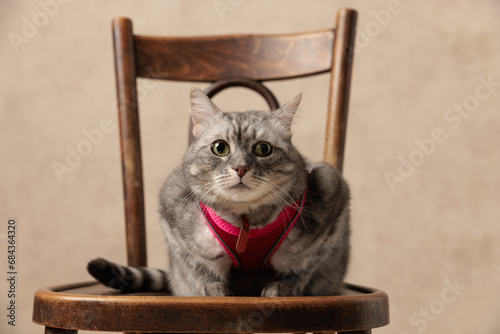 whiskas grey kitty with pink harness looking forward and sitting on wooden chair