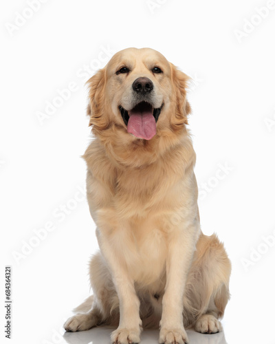 beautiful labrador retriever dog sticking out tongue and panting