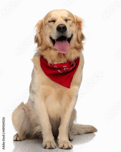 beautiful golden retriever dog with red bandana sticking out tongue © Viorel Sima