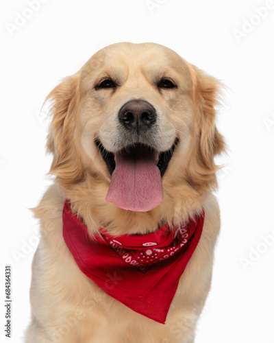 Fototapeta Naklejka Na Ścianę i Meble -  beautiful golden retriever dog with red bandana sticking out tongue
