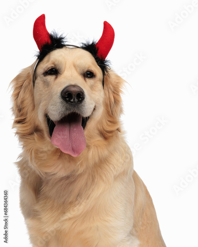 precious little golden retriever dog with devil horns sticking out tongue © Viorel Sima