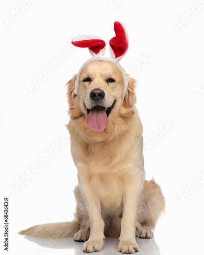 sweet golden retriever dog with bunny headband sticking out tongue © Viorel Sima