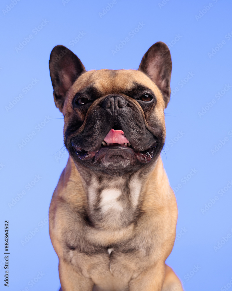 happy frenchie dog looking forward, sticking out tongue and panting