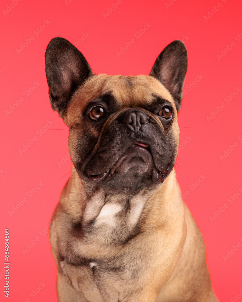 cute french bulldog puppy looking away and sitting on red background